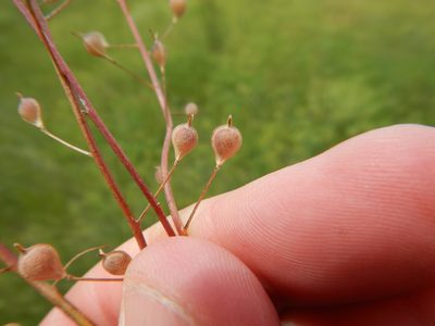 Camelina microcarpa, photographed by Brian Dickerson