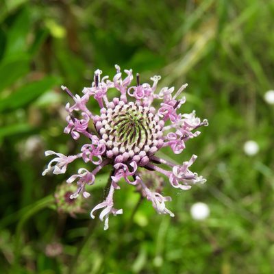 Marshallia graminifolia, photographed by Laura Clark