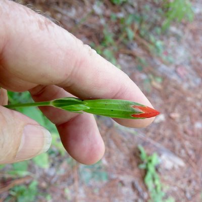 Silene subciliata, photographed by Laura Clark