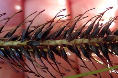 Carex corynoidea, photographed by Peter de Lange