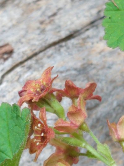 Ribes erythrocarpum, photographed by rockybajada
