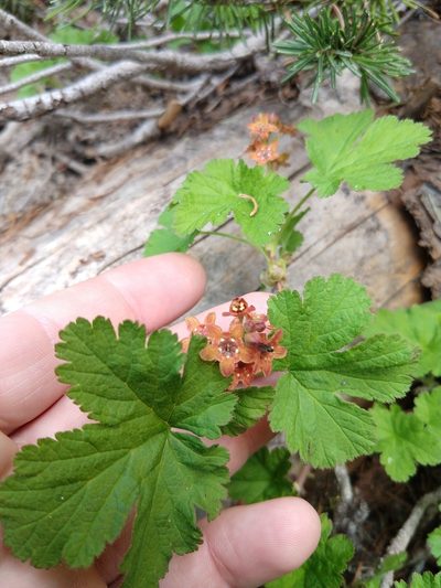 Ribes erythrocarpum, photographed by rockybajada