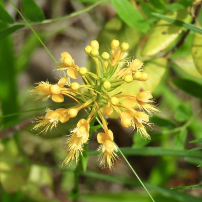 Platanthera chapmanii, photographed by Laura Clark