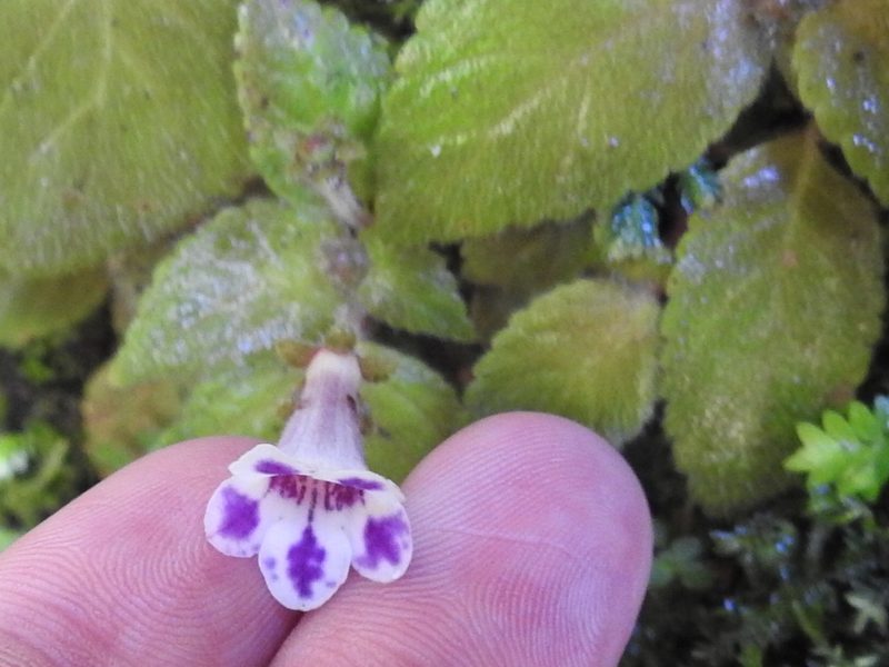 Diastema vexans, photographed by Sam Kieschnick