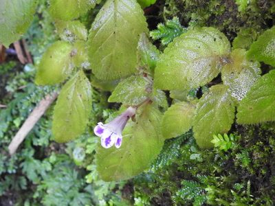Diastema vexans, photographed by Sam Kieschnick