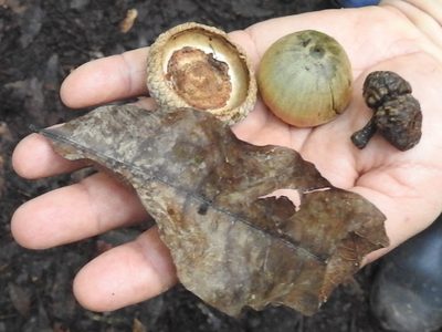 Quercus costaricensis, photographed by Sam Kieschnick