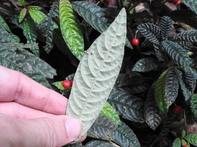 Hoffmannia pustulata, photographed by Sam Kieschnick