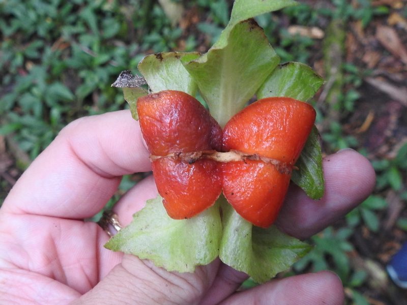 Drymonia alloplectoides, photographed by Sam Kieschnick