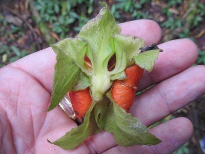 Drymonia alloplectoides, photographed by Sam Kieschnick