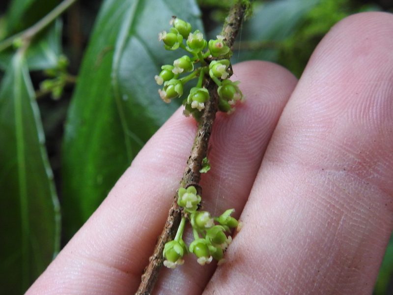 Xylosma hispidula, photographed by Sam Kieschnick