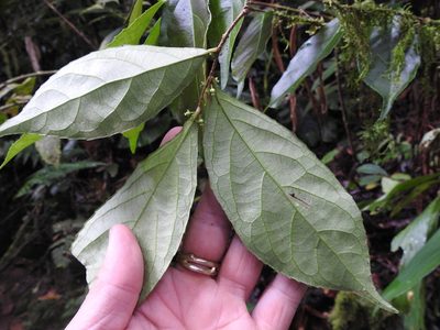 Xylosma hispidula, photographed by Sam Kieschnick
