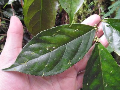 Xylosma hispidula, photographed by Sam Kieschnick