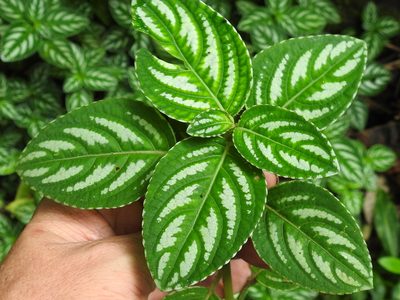 Impatiens marianae, photographed by Sam Kieschnick