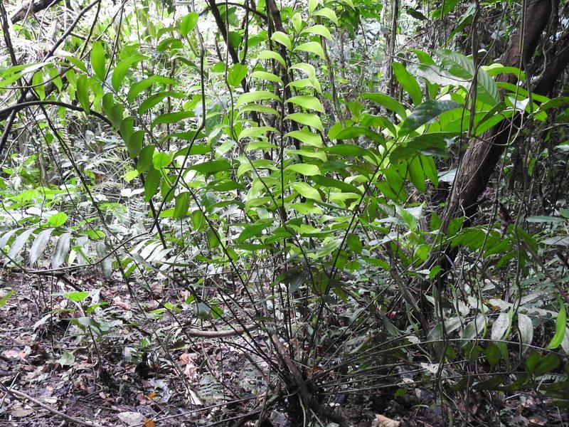 Zamia pseudomonticola, photographed by Sam Kieschnick