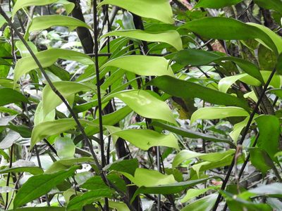 Zamia pseudomonticola, photographed by Sam Kieschnick