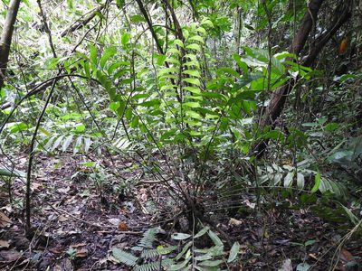 Zamia pseudomonticola, photographed by Sam Kieschnick