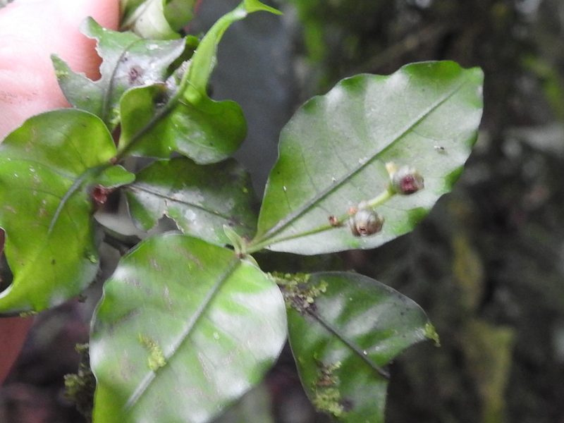 Psychotria biaristata, photographed by Sam Kieschnick