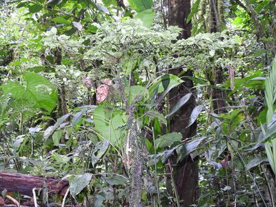 Psychotria biaristata, photographed by Sam Kieschnick