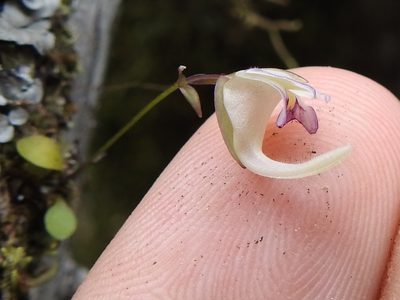 Utricularia jamesoniana, photographed by Sam Kieschnick