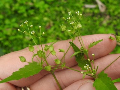 Spananthe paniculata, photographed by Sam Kieschnick