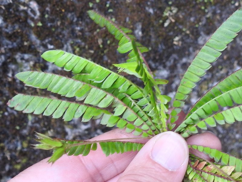 Biophytum dendroides, photographed by Sam Kieschnick