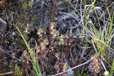 Euphrasia subarctica, photographed by Syd Cannings