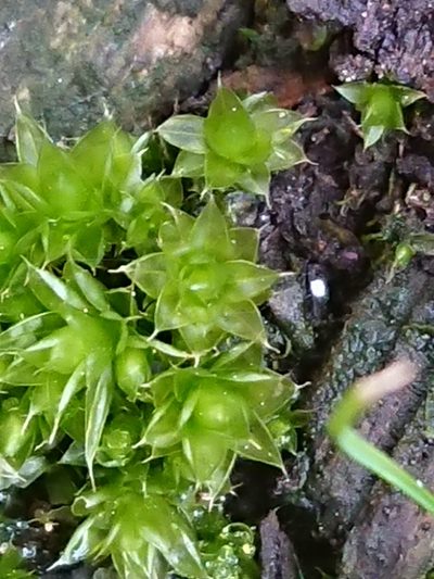Rosulabryum subtomentosum, photographed by bythepark