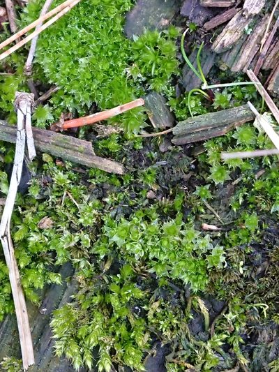 Rosulabryum subtomentosum, photographed by bythepark