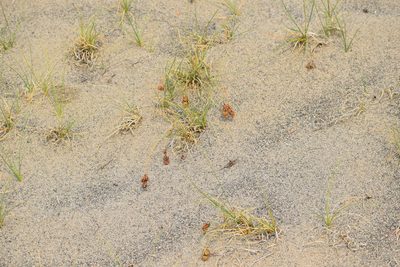 Carex sabulosa, photographed by Syd Cannings