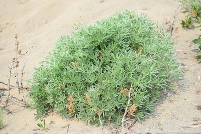 Lupinus kuschei, photographed by Syd Cannings