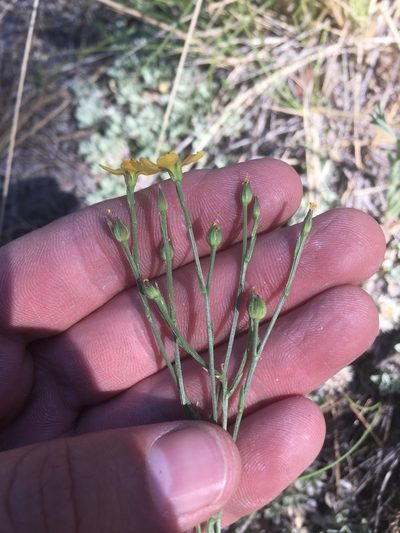 Linum australe, photographed by Trystan Harpold