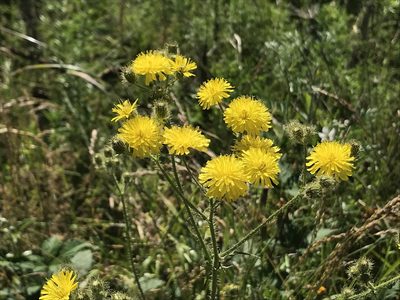 Crepis setosa, photographed by Aaron Liston