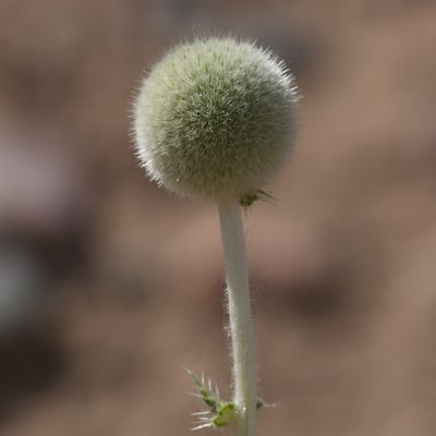 Echinops knorringianus, photographed by Вячеслав Юсупов