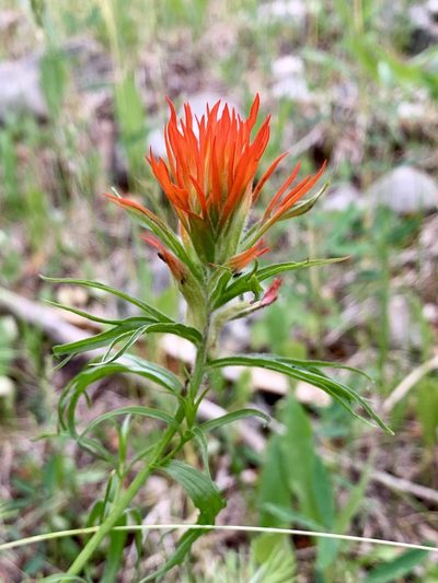 Castilleja wootonii, photographed by CK2AZ