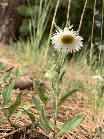 Erigeron elatior, photographed by CK2AZ
