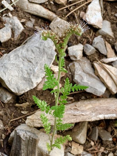 Phacelia alba, photographed by CK2AZ