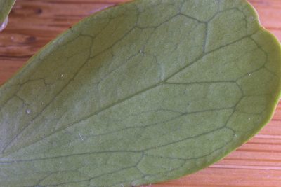Dovyalis lucida, photographed by Andrew Gillespie