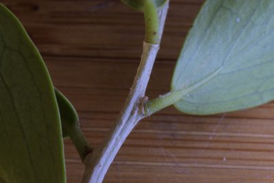 Dovyalis lucida, photographed by Andrew Gillespie