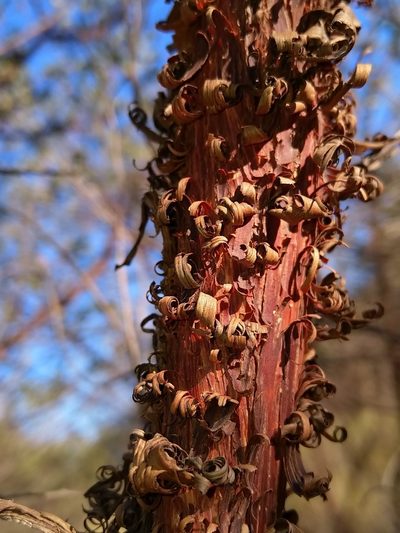 Acacia monticola, photographed by SJM McFish