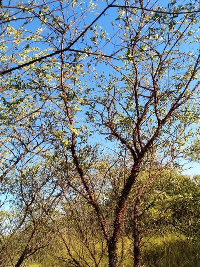 Acacia monticola, photographed by SJM McFish