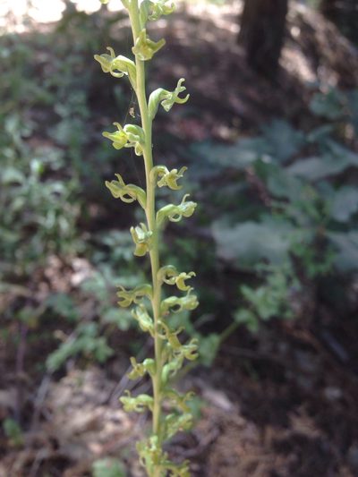 Platanthera colemanii, photographed by Adam J. Searcy
