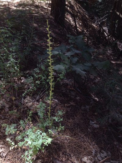 Platanthera colemanii, photographed by Adam J. Searcy