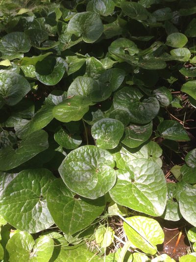 Asarum lemmonii, photographed by Adam J. Searcy