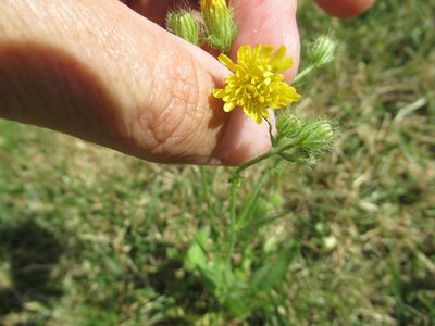Crepis setosa, photographed by Crap Fou