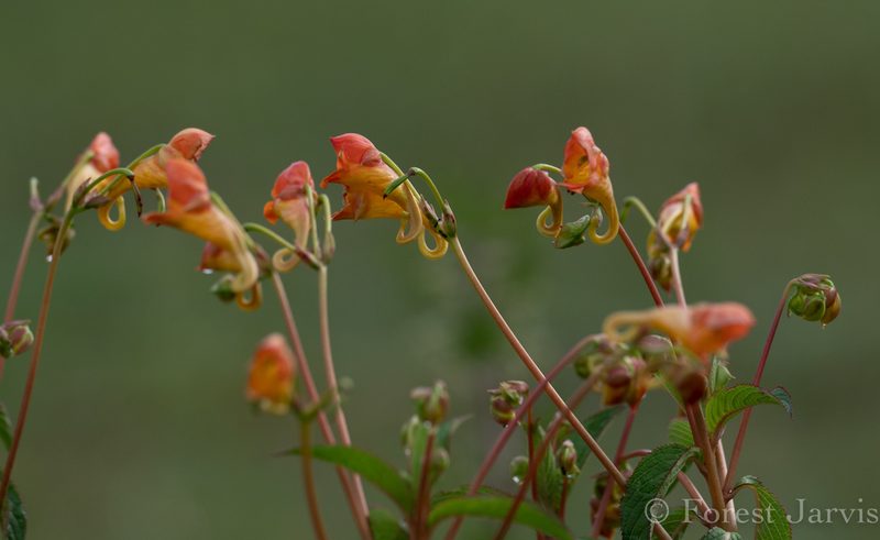 Impatiens rothii, photographed by Forest Botial-Jarvis