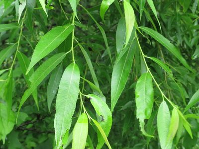 Salix pierotii, photographed by Repina Tatyana