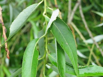 Salix pierotii, photographed by Repina Tatyana