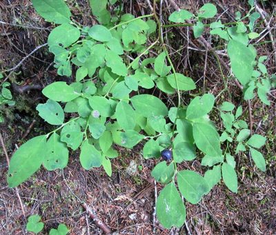 Vaccinium deliciosum, photographed by John Brew