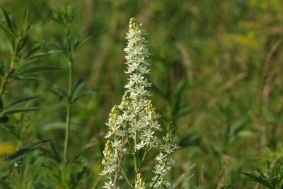 Melanthium virginicum, photographed by Thibaud Aronson