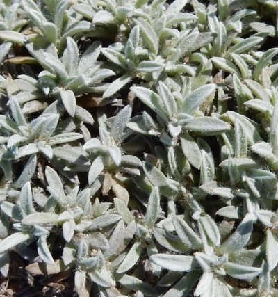 Achyranthemum sordescens, photographed by Henry de Lange